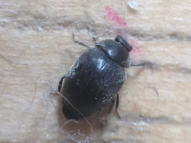 Scymnus nigrinus adulte &copy; TERRASSE Gilbert