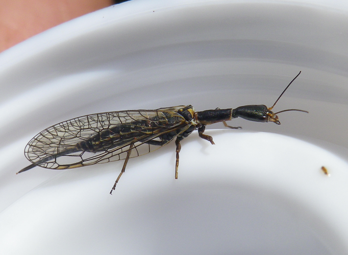 Xanthostigma xanthostigma &copy; HALLART Guénael