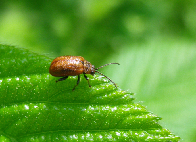 Lochmaea crataegi &copy; HALLART Guénael