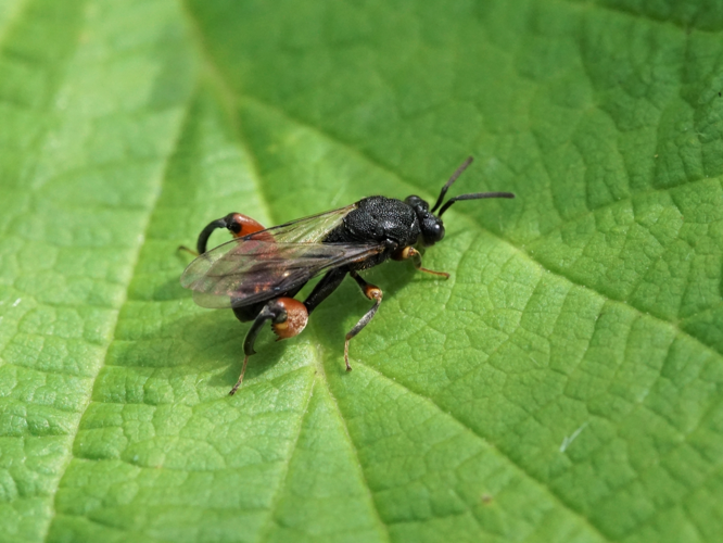Chalcis sispes adulte &copy; GRUAU Kévin