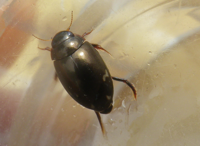 Agabus didymus © HALLART Guénael