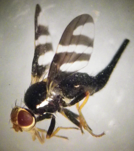 Urophora quadrifasciata &copy; HALLART Guénael