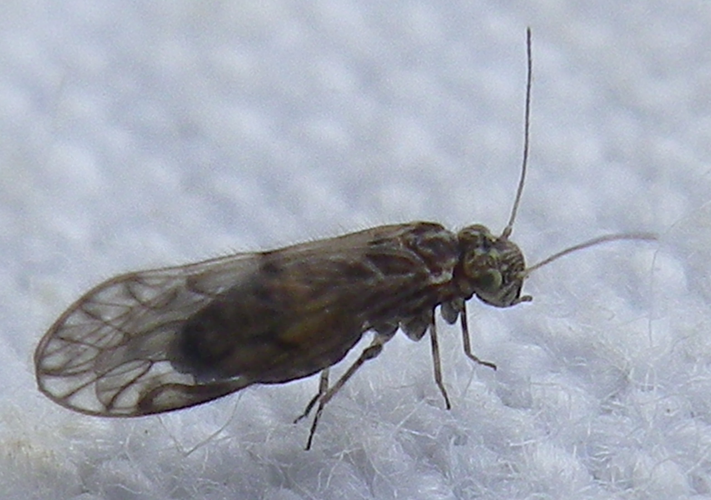 Philotarsus parviceps Roesler, 1954 &copy; HALLART Guénael