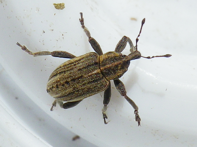 Hypera arator &copy; HALLART Guénael