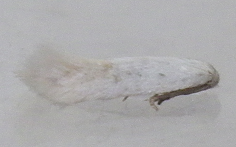 Opostega salaciella (Treitschke, 1833) &copy; HALLART Guénael