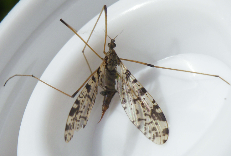 Eloeophila maculata &copy; HALLART Guénael