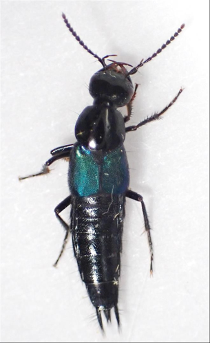 Philonthus cyanipennis &copy; BERTRAND Michel (ADEP)