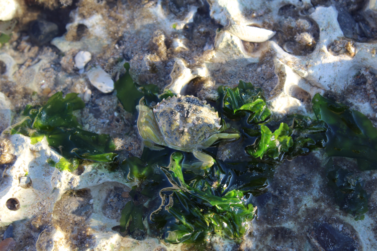 Crabe vert &copy; MONNET Sarah