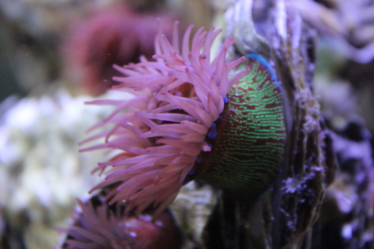 Tomate de mer de l'Atlantique &copy; MONNET Sarah