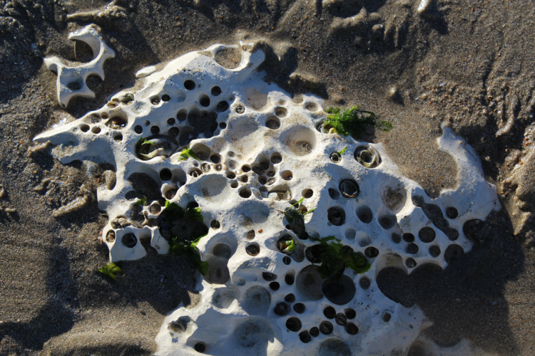 Grande pholade rugueuse &copy; MONNET Sarah