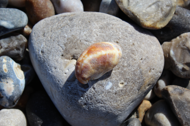 Crepidula fornicata (Linnaeus, 1758) &copy; MONNET Sarah