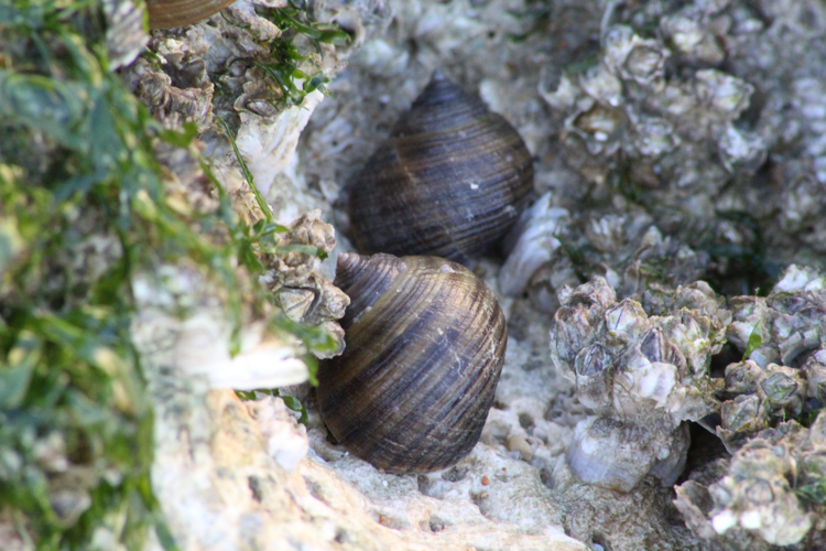 Bigorneau &copy; MONNET Sarah