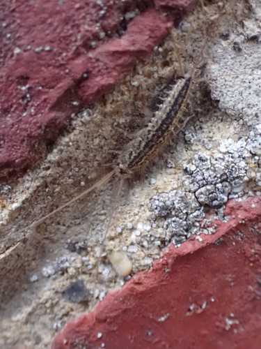 Ctenolepisma lineata &copy; HALLART Guénael