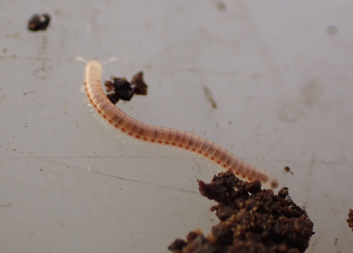 Blaniulus guttulatus &copy; HALLART Guénael