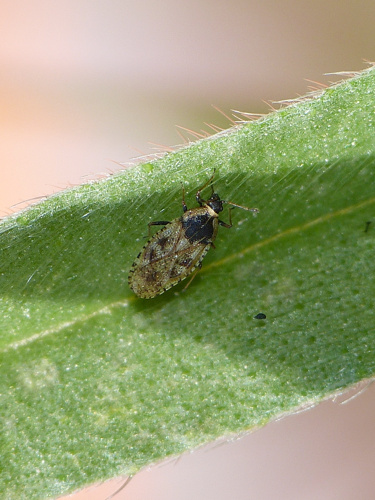 Dictyla echii sur sa plante hôte, la Vipérine &copy; BARBIER Simon