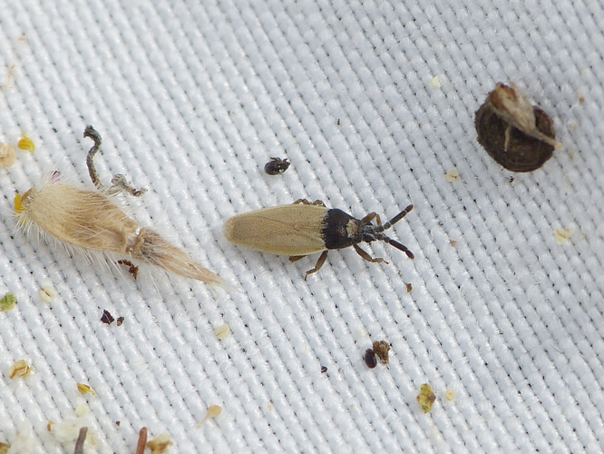 Catoplatus horvathi adulte &copy; BARBIER Simon