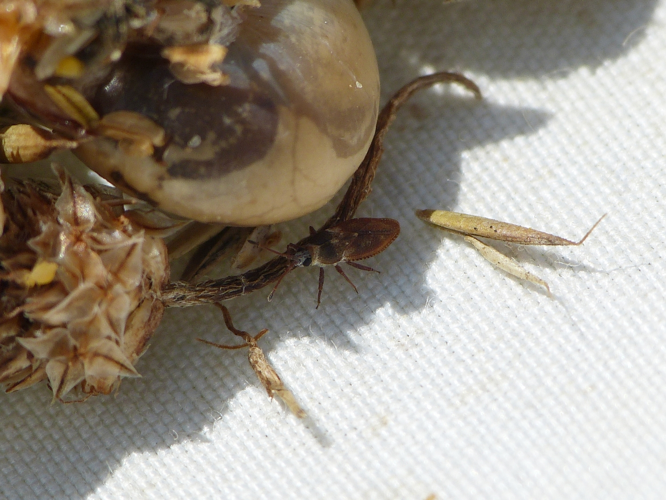 Oncochila simplex adulte &copy; BARBIER Simon