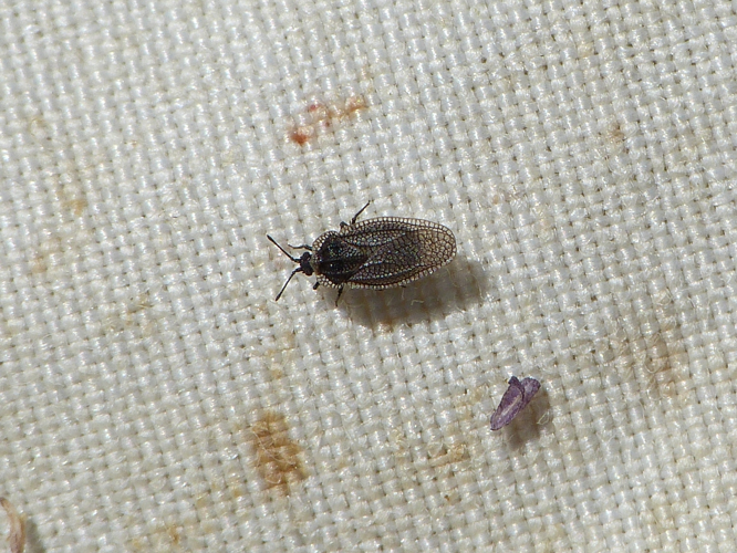 Acalypta nigrina adulte &copy; BARBIER Simon