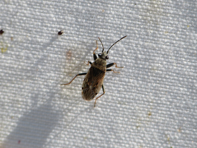 Peritrechus gracilicornis adulte &copy; BARBIER Simon