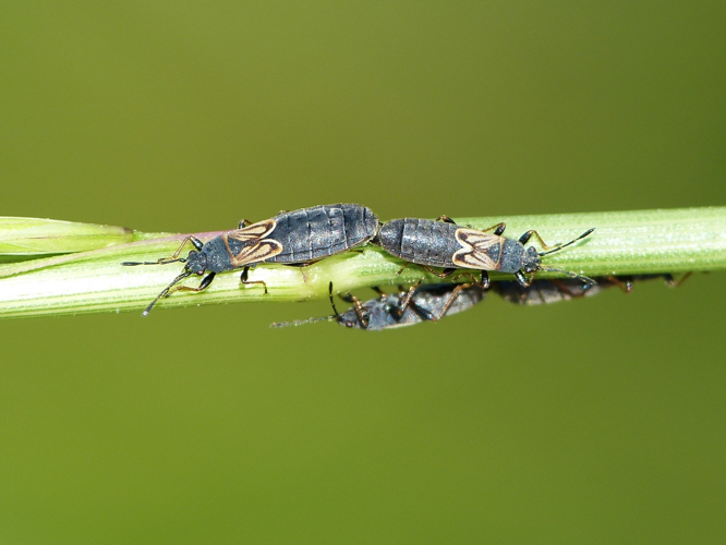 Couple d'Ischnodemus sabuleti &copy; BARBIER Simon