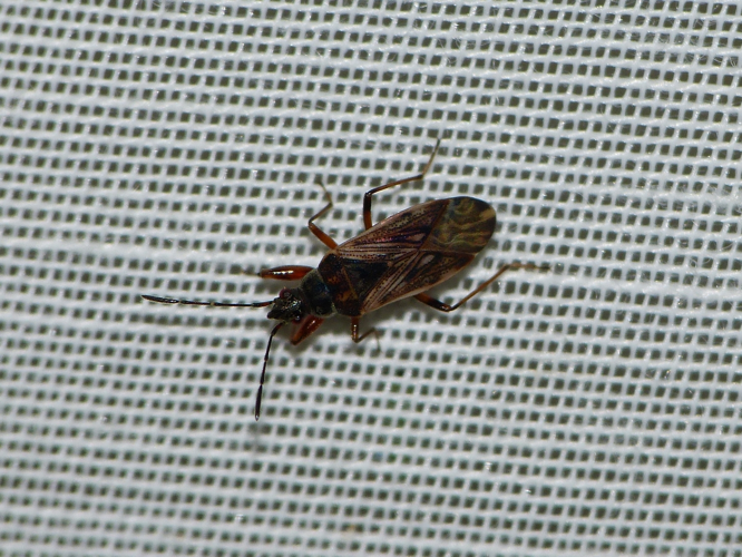 Pachybrachius fracticollis adulte &copy; BARBIER Simon