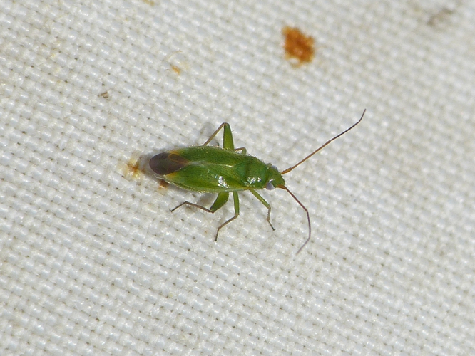 Orthotylus ericetorum adulte &copy; BARBIER Simon