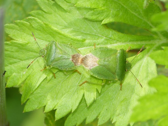 Couple de Palomena viridissima &copy; BARBIER Simon