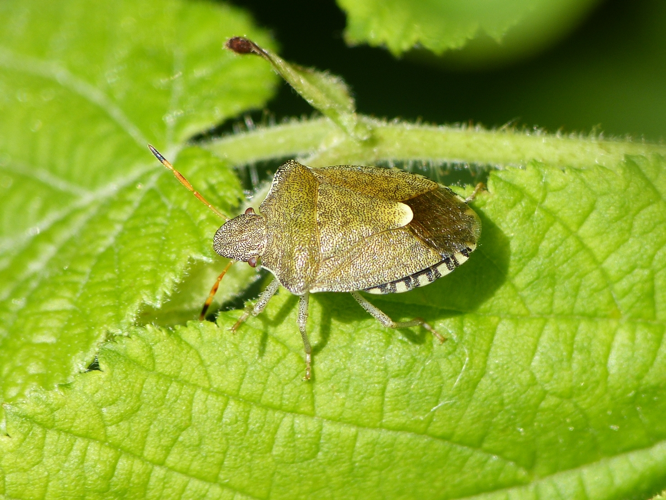 Peribalus strictus vernalis adulte &copy; BARBIER Simon