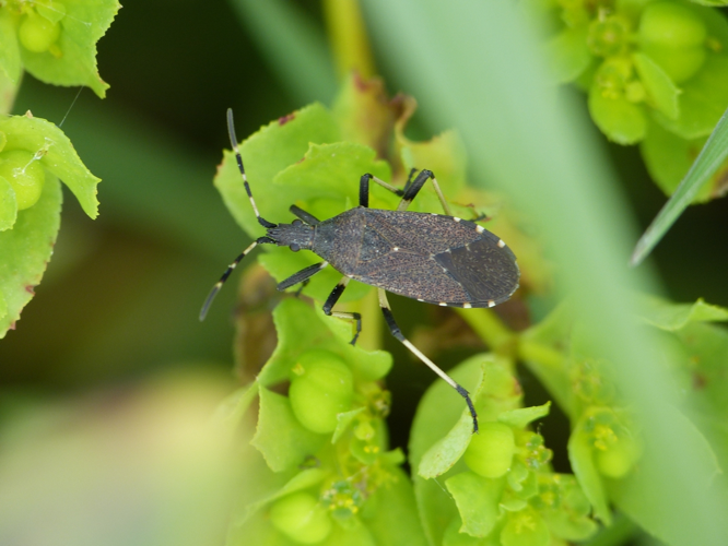 Dicranocephalus medius adulte &copy; BARBIER Simon