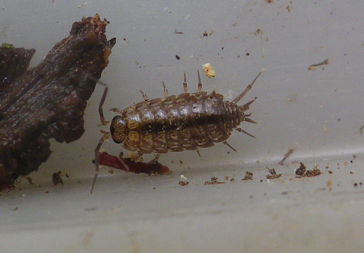 Philoscia affinis &copy; BRICE Perrine (CPIE des Pays de l'Aisne)