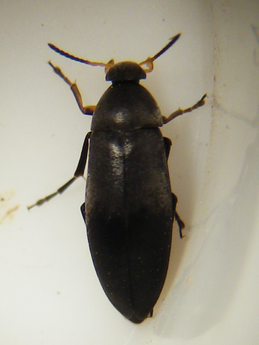 Anaspis frontalis &copy; HALLART Guénael