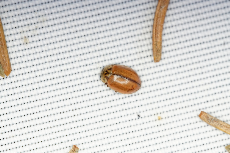 Aphidecta obliterata &copy; GRUAU Kévin