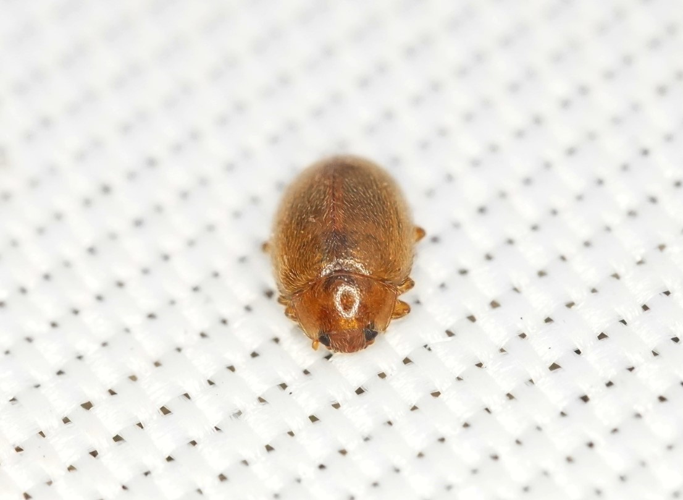 Rhyzobius litura &copy; GRUAU Kévin