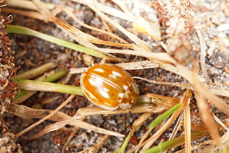 Myzia oblongoguttata &copy; GRUAU Kévin