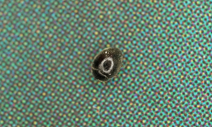 Stethorus pusillus &copy; GRUAU Kévin