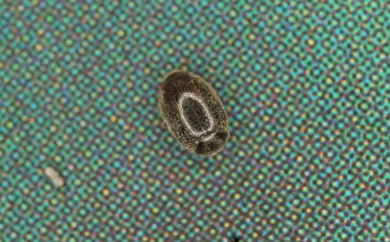 Scymnus oertzeni &copy; GRUAU Kévin