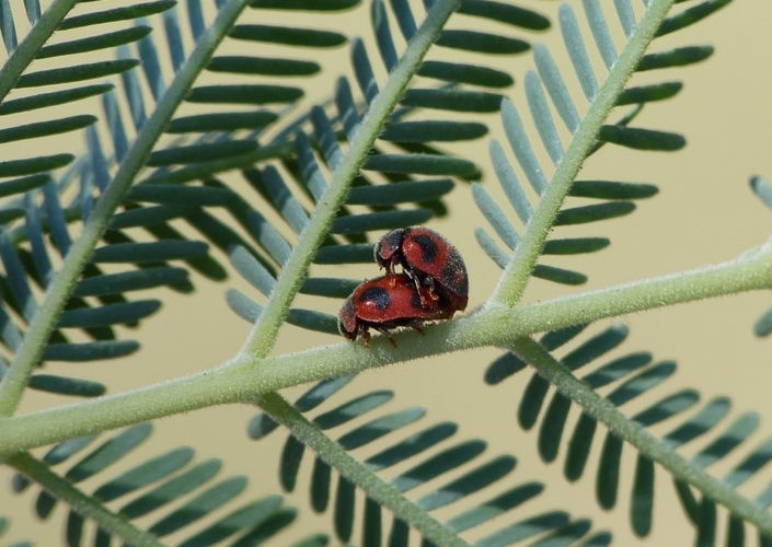 Novius cardinalis &copy; BARBIER Simon