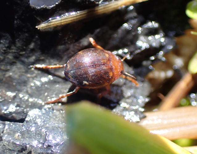 Hyphydrus ovatus &copy; HALLART Guénael