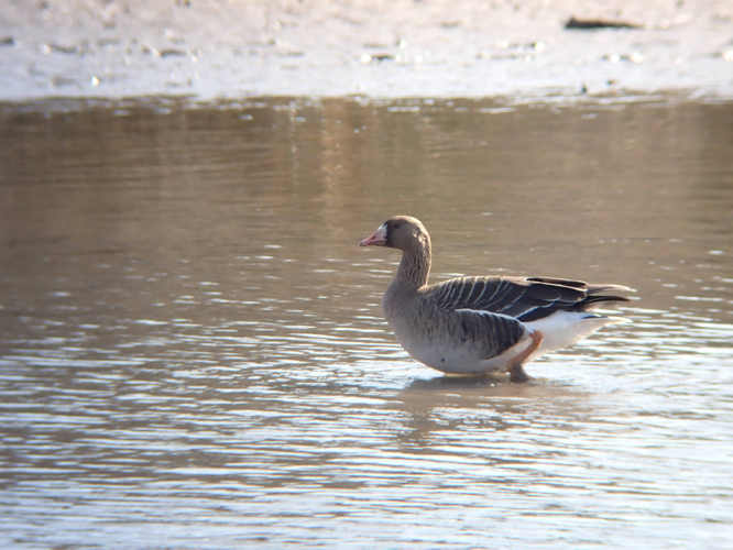 Individu fin de 1er hiver / Boué (02) mars 2022 &copy; HALLART Guénael (CPIE des Pays de l'Aisne)