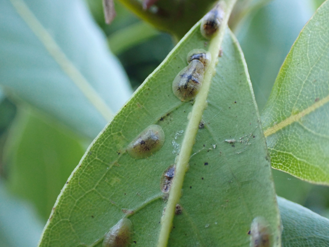 Coccus hesperidum &copy; HALLART Guénael