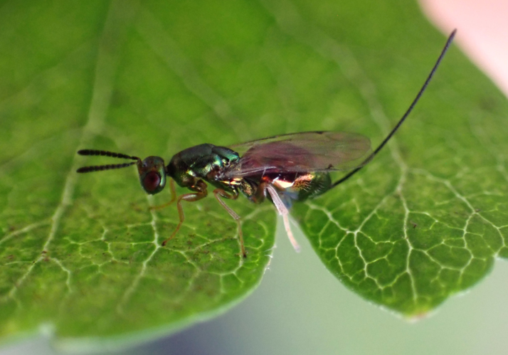 Torymus varians &copy; HALLART Guénael