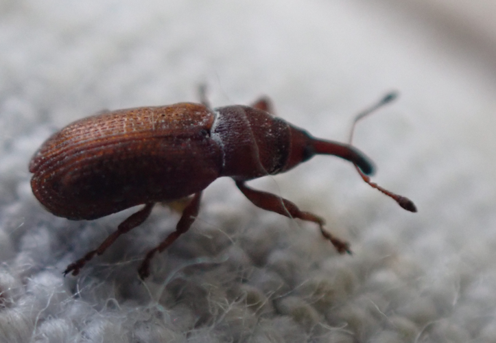 Magdalis rufa &copy; HALLART Guénael