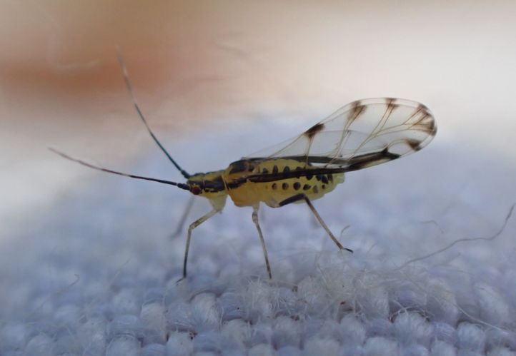 Eucallipterus tiliae &copy; HALLART Guénael (CPIE des Pays de l'Aisne)