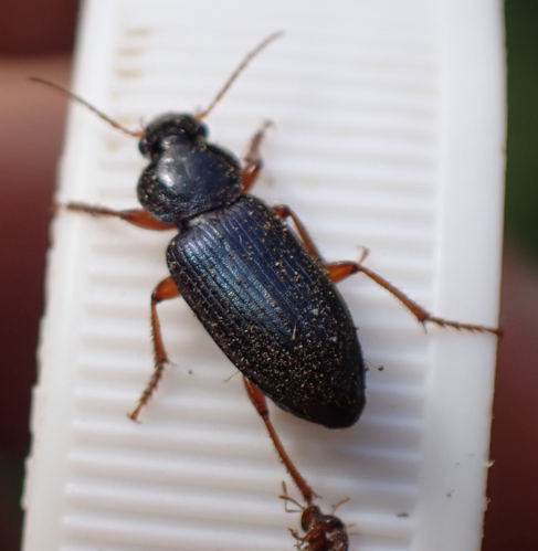 Ophonus ardosiacus &copy; HALLART Guénael (CPIE des Pays de l'Aisne)