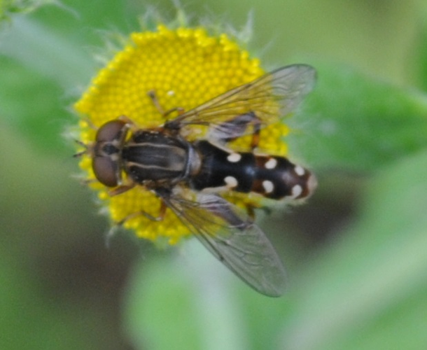 Anasimyia contracta adulte &copy; LEROY Rodolphe