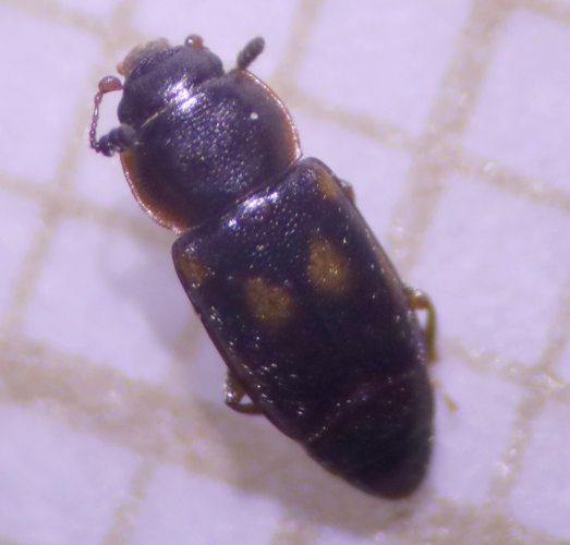 Adulte trouvé sous une écorce &copy; DEROZIER Carole