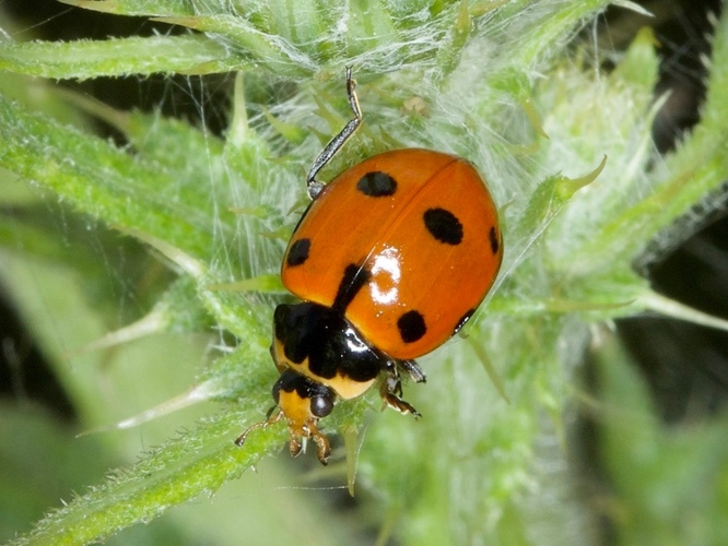 Adulte de Ceratomegilla undecimnotata &copy; BOYS Denis