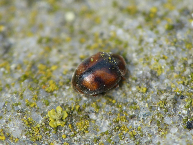 Adulte de Scymnus subvillosus trouvé dans un Buis &copy; BARBIER Simon