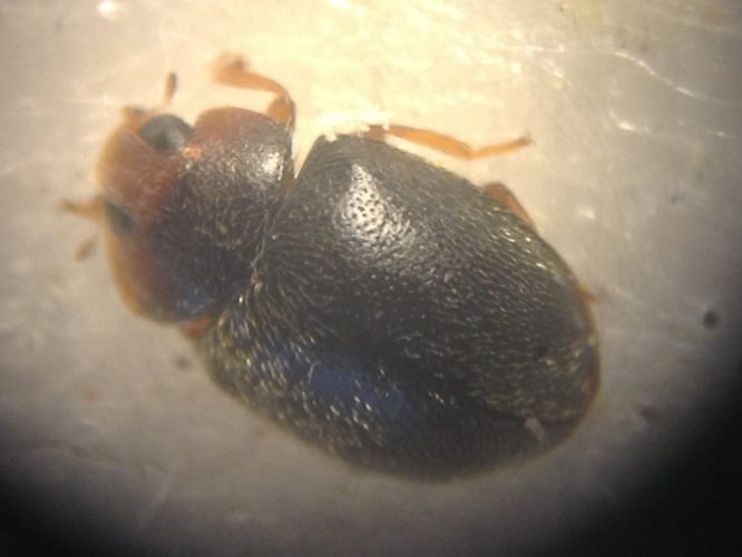 Adulte de Scymnus fraxini &copy; TERRASSE Gilbert