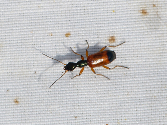 Adulte d'Odacanthe noirâtre &copy; BARBIER Simon